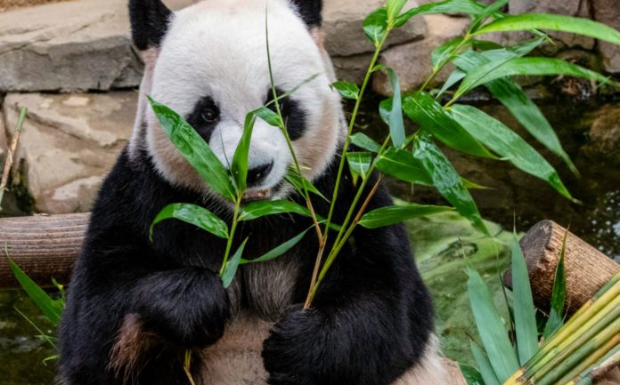 Panda poo reveals key to staying chubby