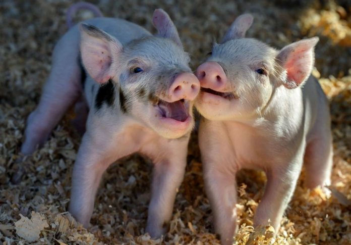 Pigs are already immune to COVID-19, study finds why