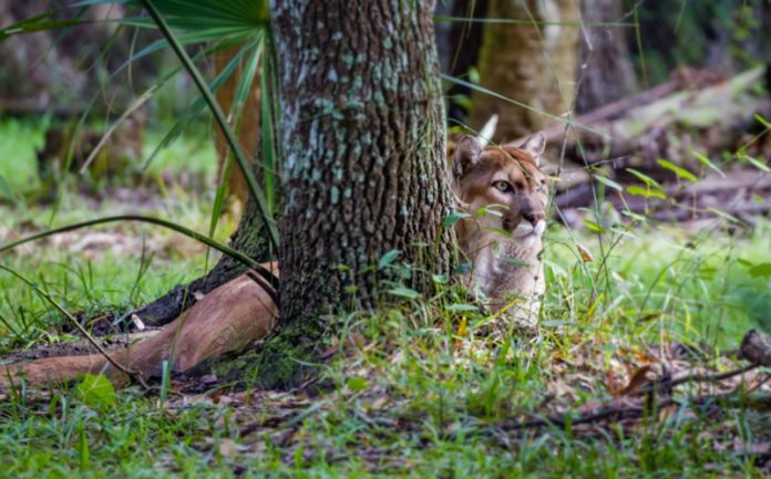 Rapidly increasing solar energy plants threaten endangered Florida panthers
