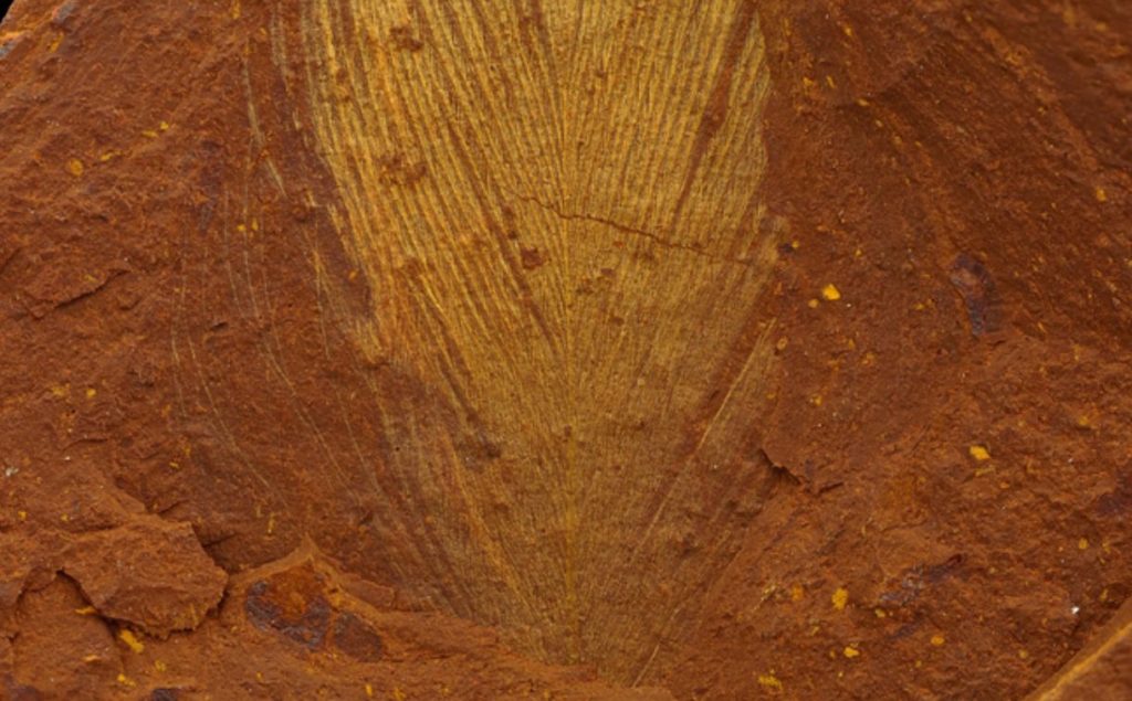 Scientists unearth fossils new to science