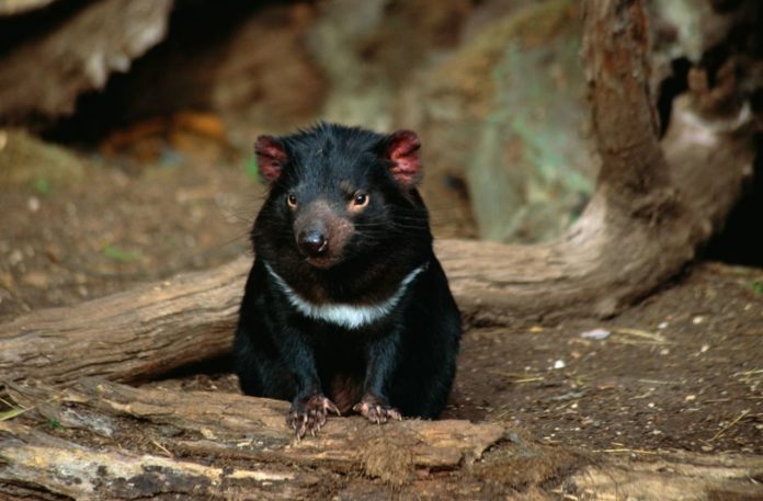 Tasmanian devils have just broken the laws of scavenging – and scientists are puzzled