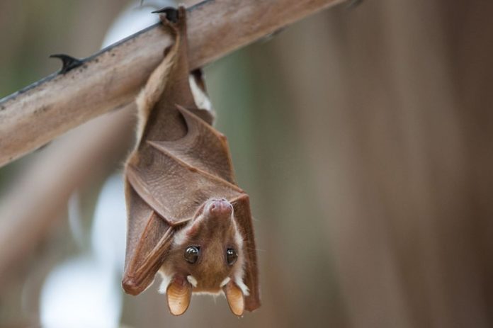 US CDC report links another deadly disease to bats - 3 already dead