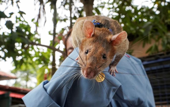 World's best Landmine hunter Hero rat Magawa dies at 8