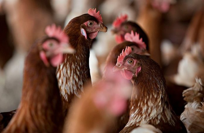 After Asia and Europe, a deadly variant of bird flu hits US farm: what you can do