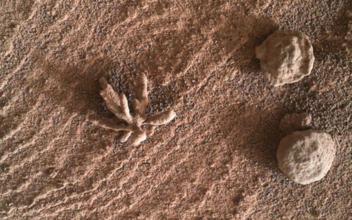 Cactus like plant appears on the surface of Mars
