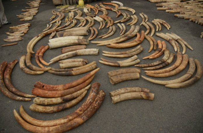DNA testing uncovers tactics used by big ivory cartels out of Africa