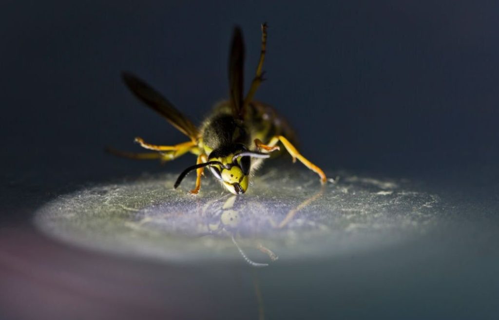 “Emblems of weird": Look-alike wasp hides 16 different wasp species
