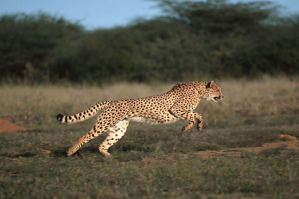 Fastest Animal on Planet is Not A Cheetah: this species could even swim  3,000 kilometers per hour