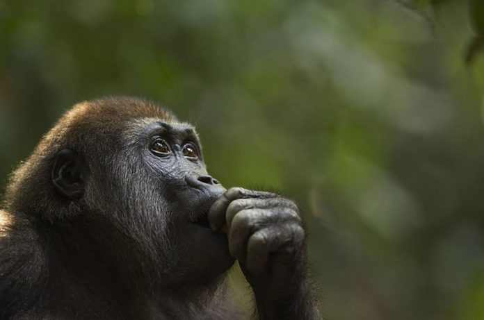 Hormone treatment makes alcoholic monkeys cut their drinking by half