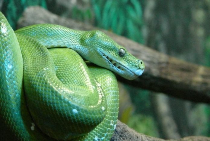 Nature connectedness reduces the risk of snake and spider phobias