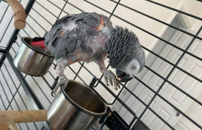 Cheeky parrot who became mute after owner's death finds his voice and huge potty mouth
