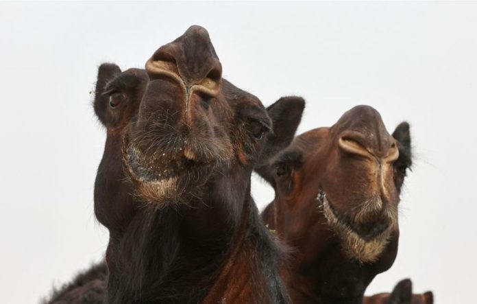 Loose camel attacking people kills 2 in Tennessee