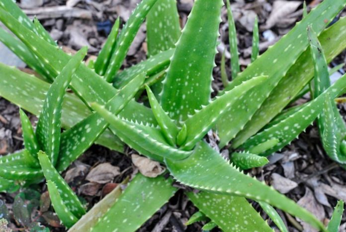 Aloe Vera Juice: what to know before drinking, according to doctor