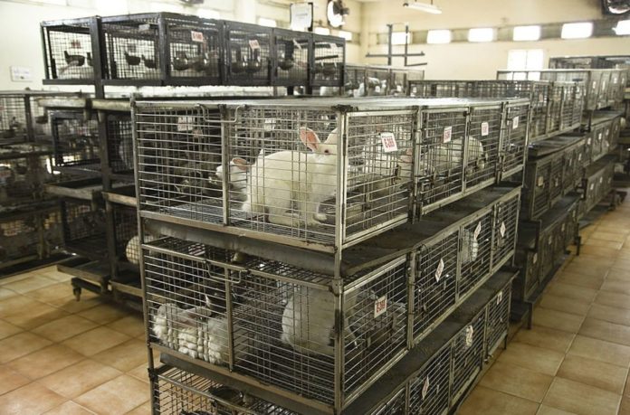Arizona horrified as police find hundreds of animals stuffed in a “large-sized chest freezer”