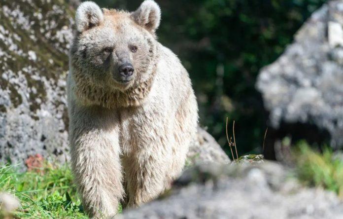 Bear euthanized after being bullied by younger animal