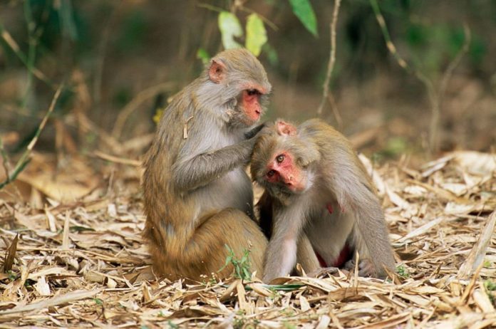 Exposure to wildfire smoke triggers changes in brain, behavior of monkeys