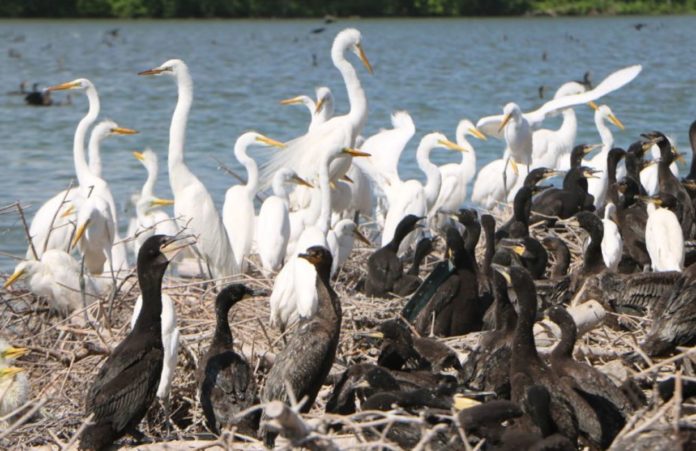 Highly lethal avian flu kills 200 birds at Chicago forest preserve