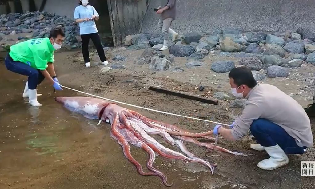 I'm Alive: Beachgoers shocked after finding a 10-foot gigantic squid on a beach