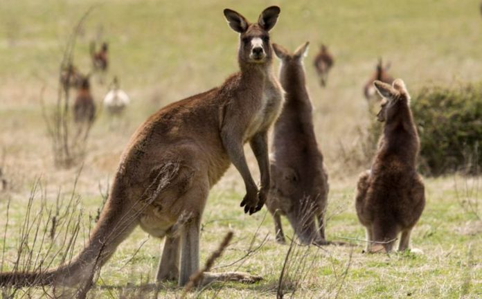 Kangaroo kicks golfer and continues to thrash her - woman seriously injured