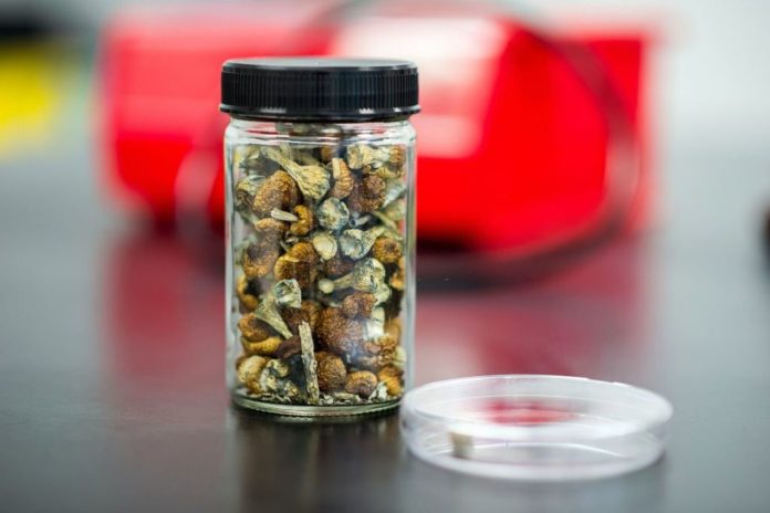 Psilocybin: Experts claim Magic mushroom lowers risk of opioid addiction