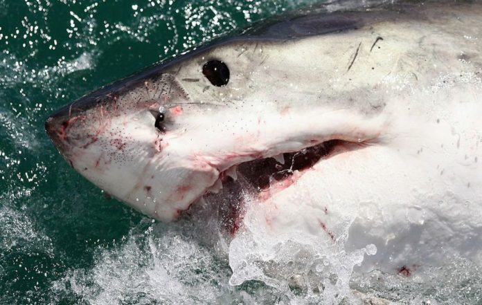 Swimmers horrifically mauled to death by Great white shark