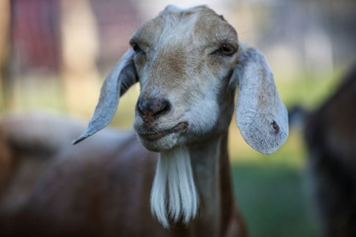 That fancy goats' milk soap could be putting you at risk of allergies