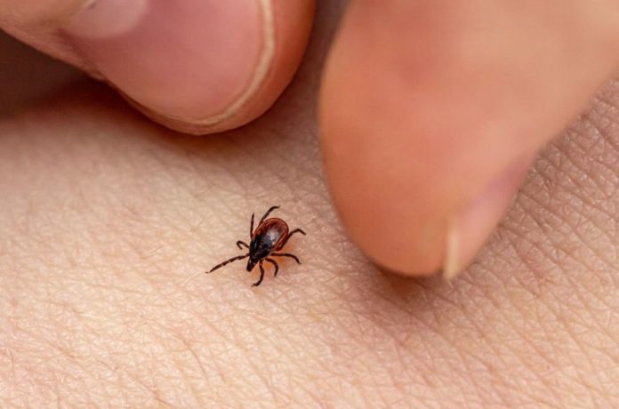 Tick ​​bite can even trigger a stroke: How to protect yourself from Lyme disease