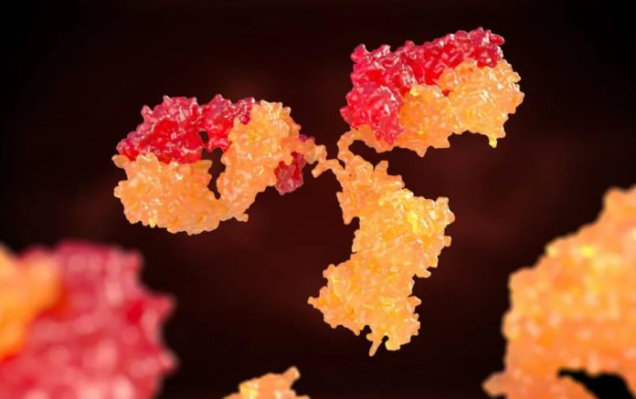 What is the difference between antigen and antibody?
