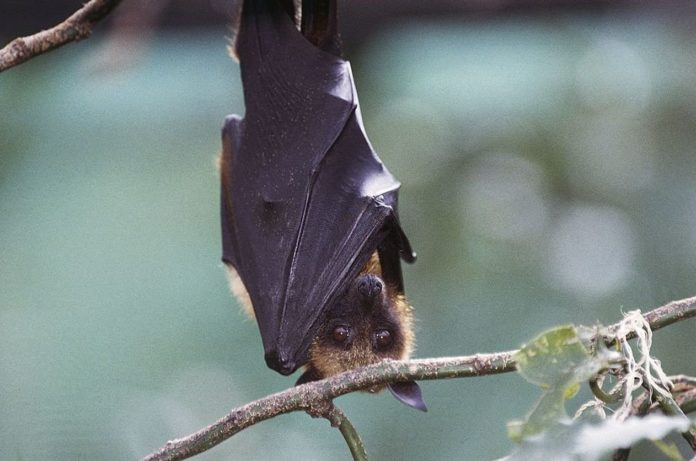 Bats in Spain and Hungry carry Lloviu virus that can infect humans