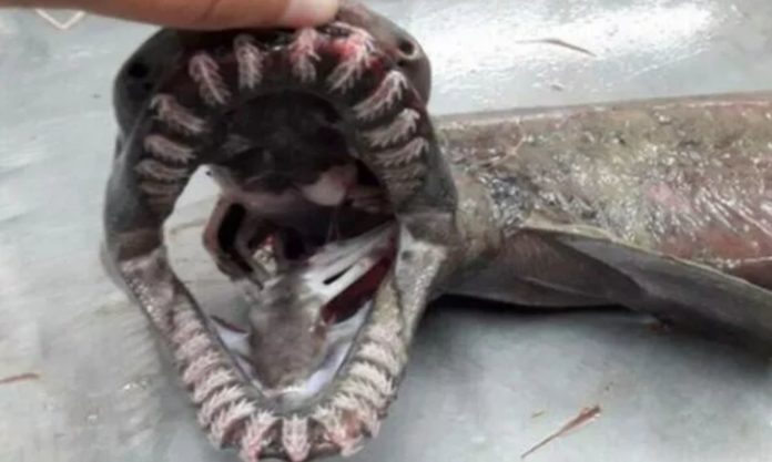 Dazzling Mystery of Ancient Creature With 300 Terrifying Teeth Caught By Fisherman