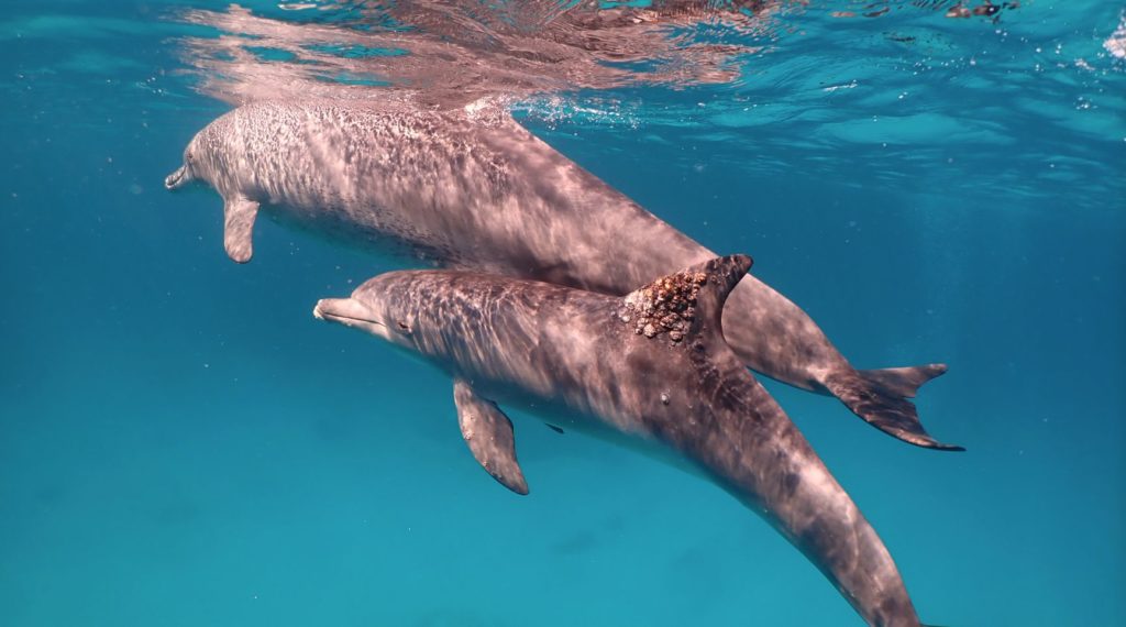 Dolphin with dorsal fin fungal spotted in Coral Reefs