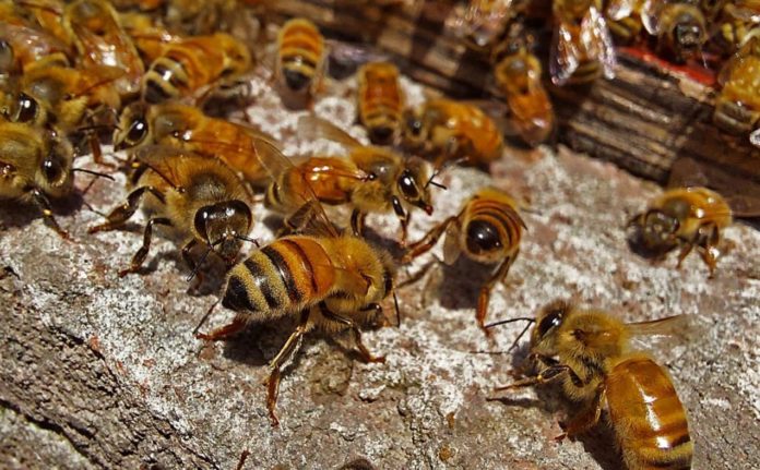 Mysterious New Deformed Wing Virus threatens global bee population