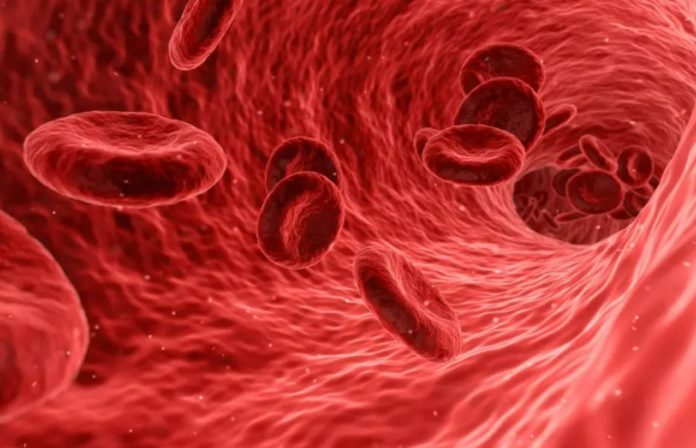 New Research Says Blood Vessels Never Forget Their Origins