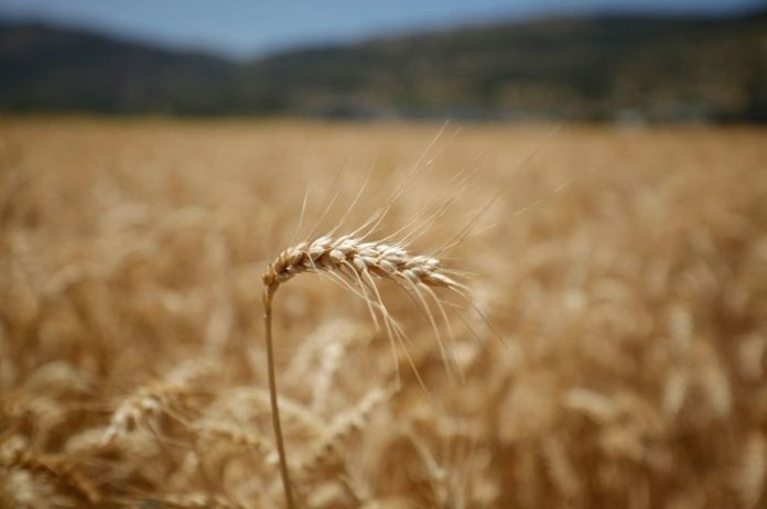 This Salty Soil-Proof Super Wheat Is The New 'Super Food' Our World Actually Needs