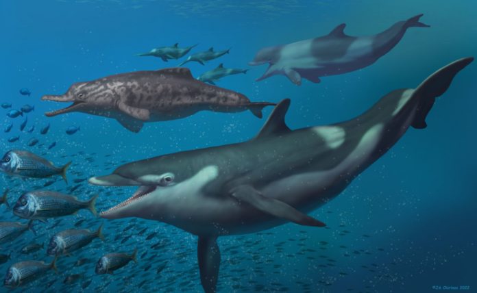 Unknown ancestors of dolphins found in present-day Switzerland