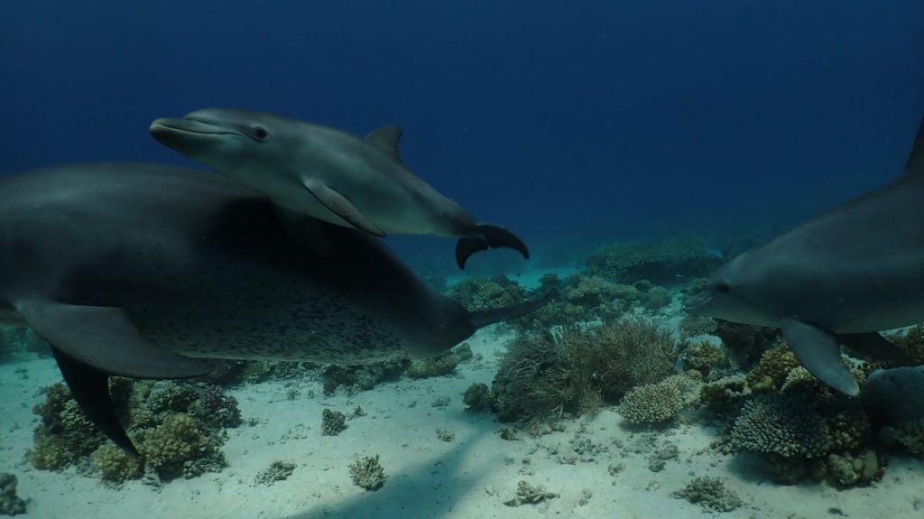 Watch Amazing Dolphins Self-medicating Skin Ailments in Coral Reefs