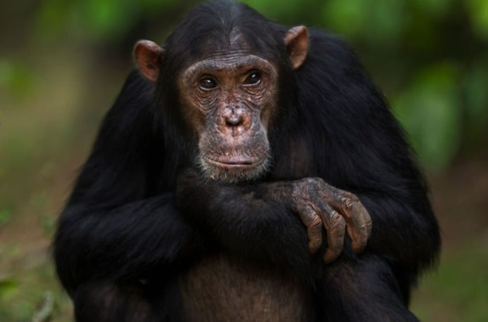 Why Chimps Don't Get Cancer and What That Means for Humans