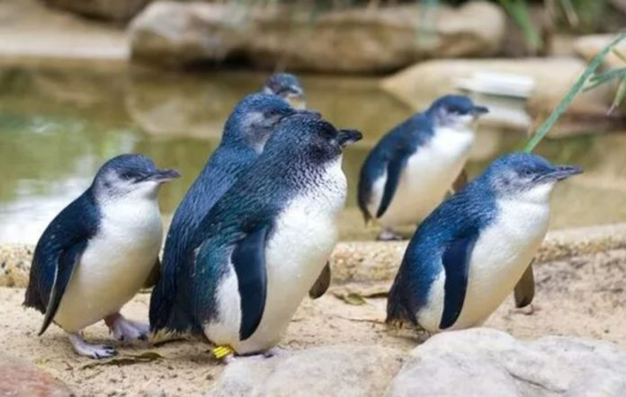 Blue Penguins Starving To Death On New Zealand Beaches