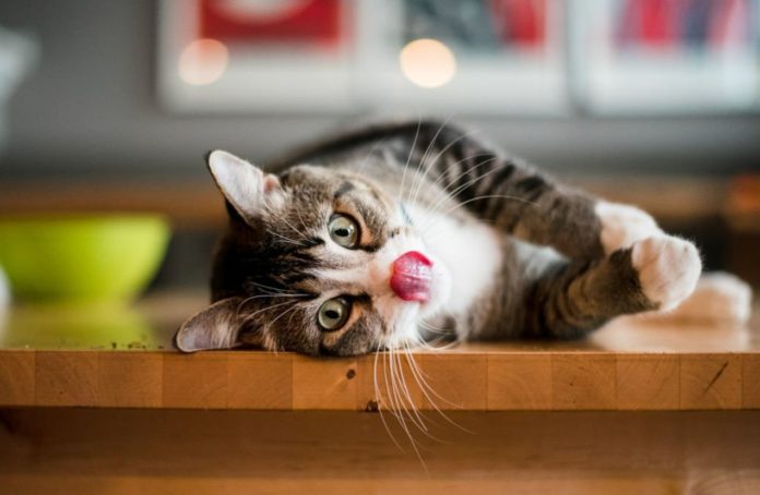 Cats’ Strange Behavior To Catnip Makes It Repel Insects