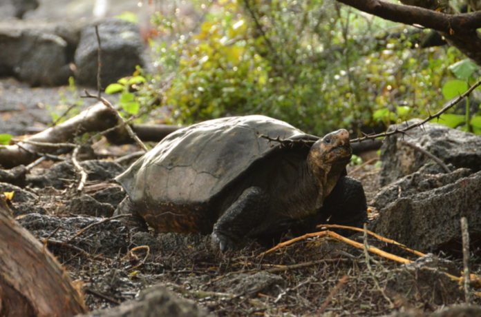 “Fantastic Giant Tortoise” Presumed Extinct Found Alive On Fernandina Island