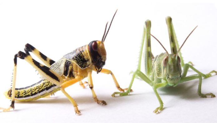 First High-quality Genome of The Voracious Desert Locust Completed