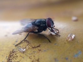 Flies Follow Social Cues Just Like Us - New Study Finds