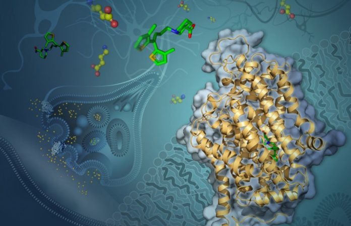 For the First Time, A Small Protein Structure Tied To All Brain Diseases - New Research