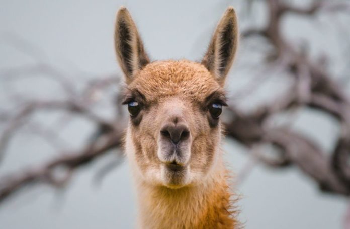 Llama Could Provide Strong Protection Against Every COVID-19 Variant - Research