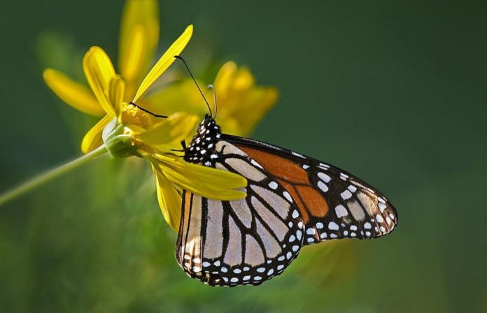Monarch Butterflies Are Making A Comeback In North America