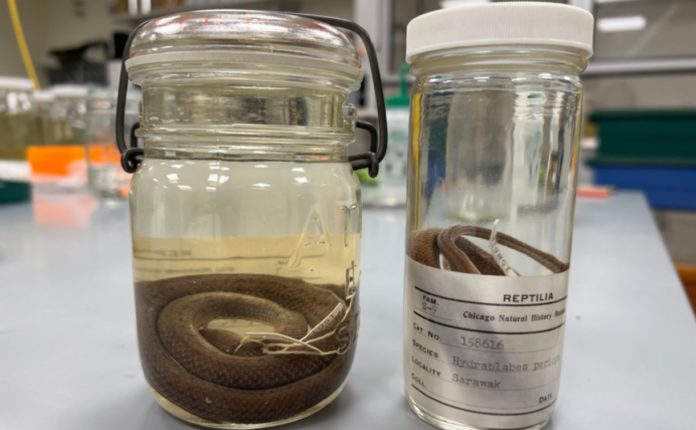 New Approach Solves Long-standing Mystery Of A Pickled Snake
