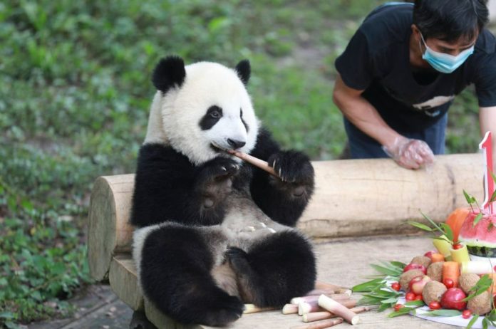New Research Could Help Solve An Enduring Panda Mystery