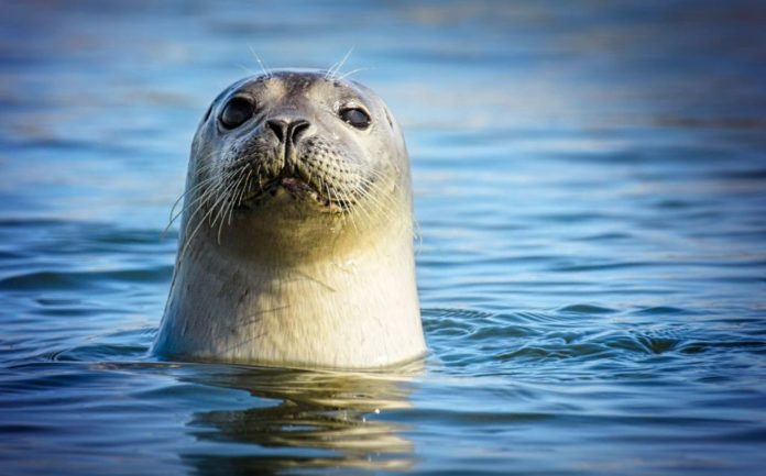 New Research Solves A Decades-long Mystery About Deep-diving Seals