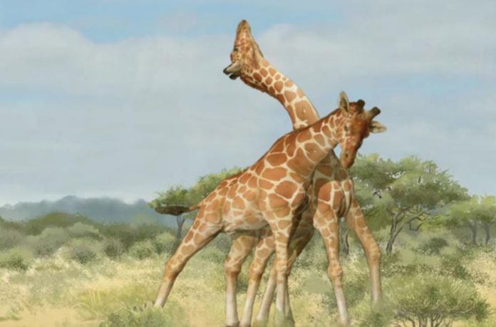 New Study Solves Mystery Of Strange Early Giraffoid - Now's Giraffe