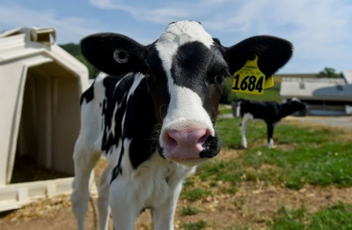 Now We Know Why Dairy Cows In The US Producing Less Milk